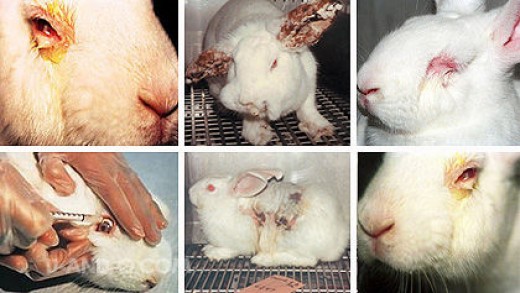 testowanie kosmetyków na królikach